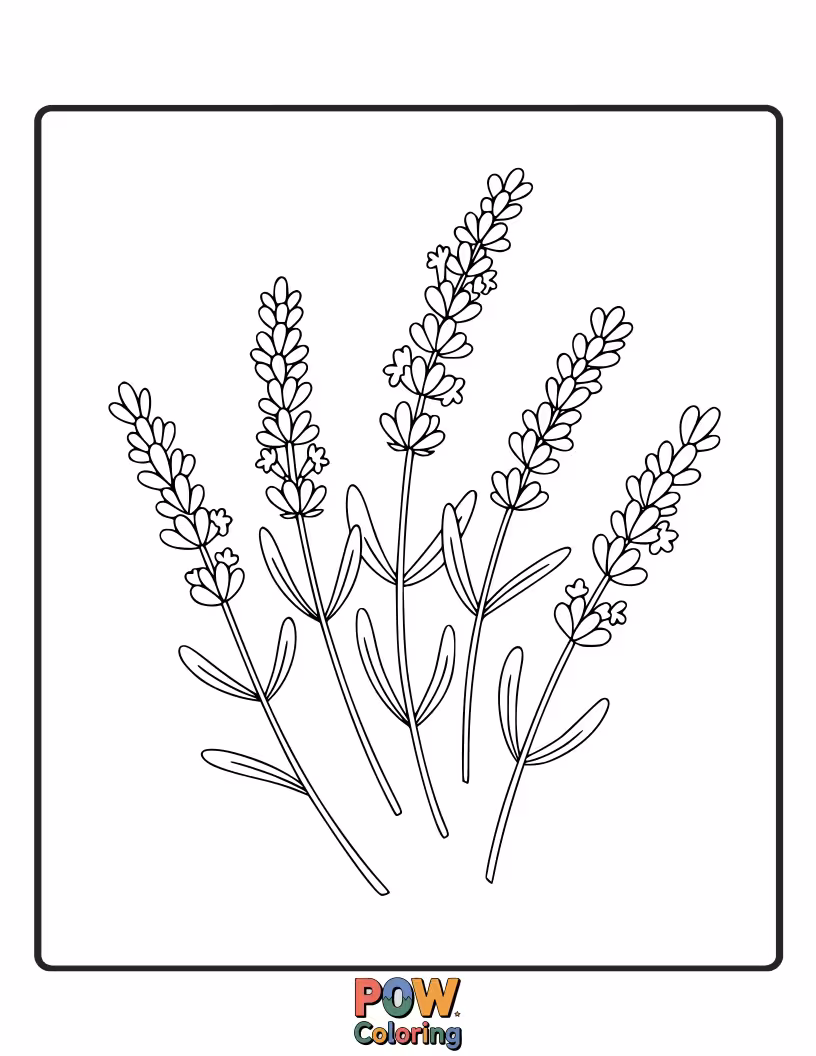 Free coloring page of Fragrant sprigs of lavender with tiny blossoms create a serene and calming coloring experience, ideal for peaceful creativity.