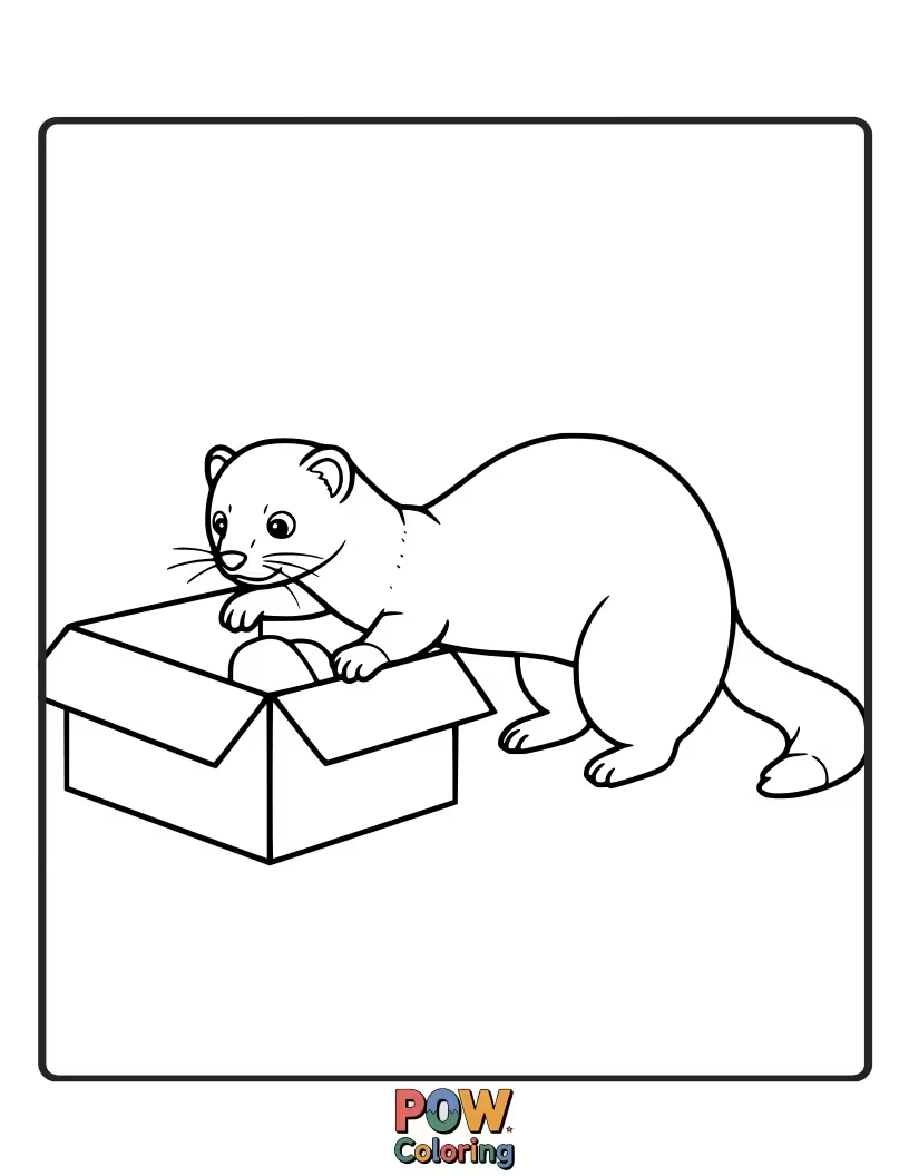 Free coloring page of An adventurous ferret enthusiastically investigating a cardboard box.