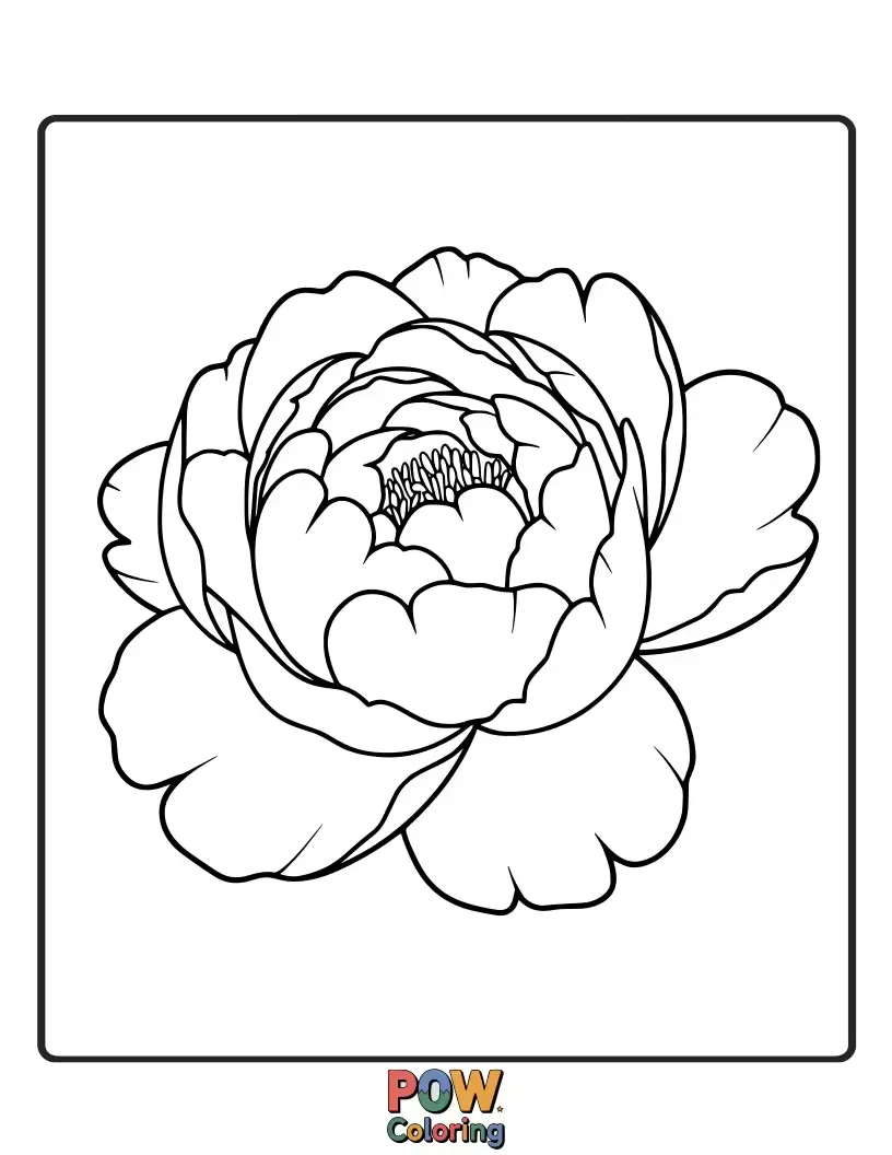 Free coloring page of Large and luxurious peony flowers with abundant petals provide a grand subject for rich and detailed coloring.