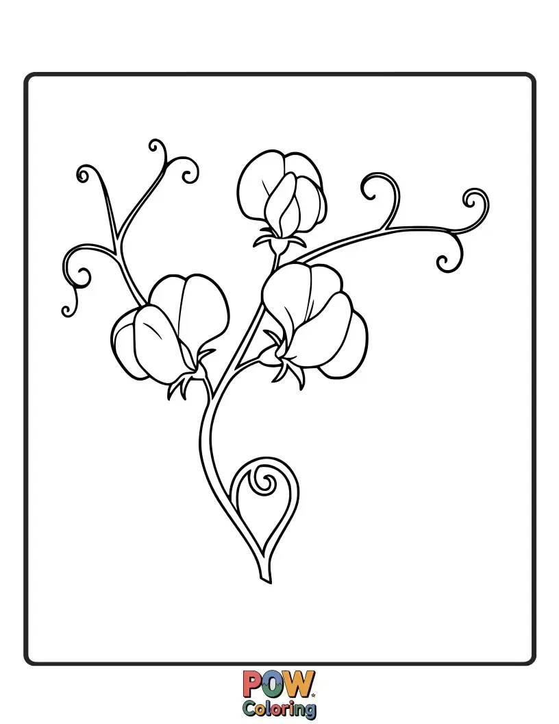 Free coloring page of Delicate sweet pea vines with charming, ruffled flowers offer a gentle and whimsical subject for creative coloring.